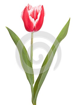 Tulip flower bulbs flowers