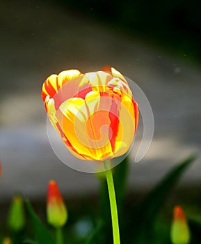 Tulip flower close-up in the city garden