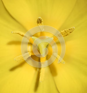 Tulip flower close up. Macro photo of center part of yellow tulip flower with stamen. Spring floral background