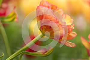 Tulip flower close-up