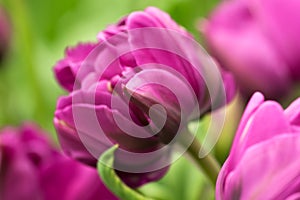 Tulip flower close-up