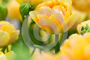 Tulip flower close-up