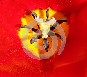 tulip flower detail with stamens pistil and colorful petals to attract pollinators