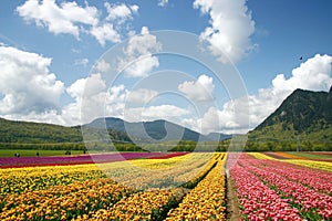 Tulip flower farm