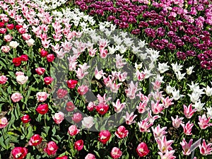 Tulip flower field , red, pink and white tulip flowers