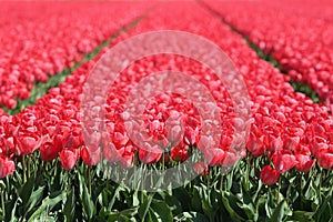 Tulip flower field red tulips flowers meadow spring