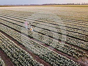 Tulip flower field during sunset dusk in the Netherlands Noordoostpolder Europe, happy young couple men and woman with