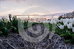 Tulip flower field during sunset in the Netherlands, white tulips with on the background windmills, Noordoostpolder