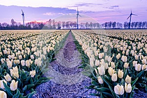 Tulip flower field during sunset in the Netherlands, white tulips with on the background windmills, Noordoostpolder