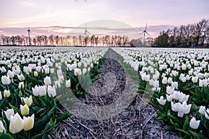 Tulip flower field during sunset in the Netherlands, white tulips with on the background windmills, Noordoostpolder