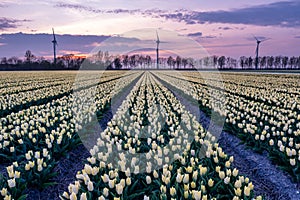 Tulip flower field during sunset in the Netherlands, white tulips with on the background windmills, Noordoostpolder