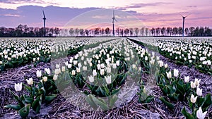 Tulip flower field during sunset in the Netherlands, white tulips with on the background windmills, Noordoostpolder