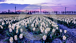 Tulip flower field during sunset in the Netherlands, white tulips with on the background windmills, Noordoostpolder