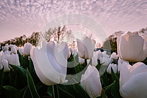 Tulip flower field during sunset in the Netherlands, white tulips with on the background windmills, Noordoostpolder