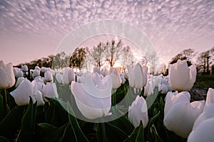 Tulip flower field during sunset in the Netherlands, white tulips with on the background windmills, Noordoostpolder