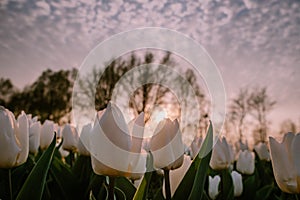 Tulip flower field during sunset in the Netherlands, white tulips with on the background windmills, Noordoostpolder