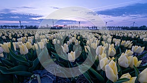 Tulip flower field during sunset in the Netherlands, white tulips with on the background windmills, Noordoostpolder