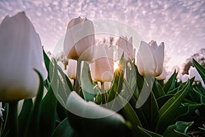 Tulip flower field during sunset in the Netherlands, white tulips with on the background windmills, Noordoostpolder