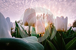 Tulip flower field during sunset in the Netherlands, white tulips with on the background windmills, Noordoostpolder