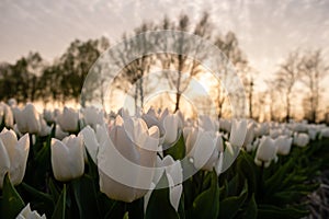 Tulip flower field during sunset in the Netherlands, white tulips with on the background windmills, Noordoostpolder