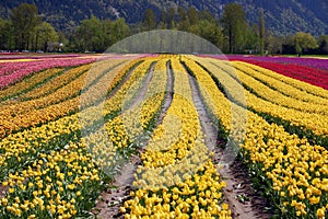 Tulip flower fields