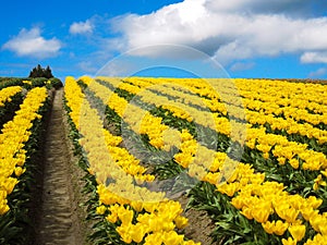 Tulip Flower Fields under Blue Sky photo