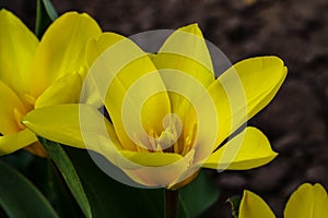 Tulip flower flowering in sunlight on background tulips flowers in tulips garden