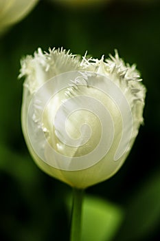 Tulip flower in full bloom