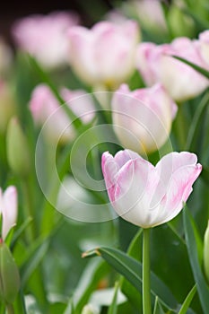 Tulip flower in the garden