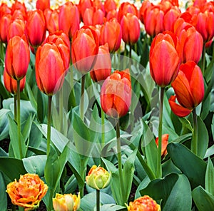Tulip flower garden - park Keukenhof, Holland, Netherland