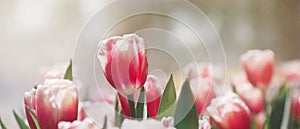 Tulip flower in the garden with soft focus and bokeh, beautiful nature background