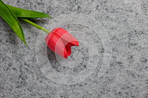 Tulip flower on gray background, Red tulip, Valentine`s day background used for desktop wallpaper or website design