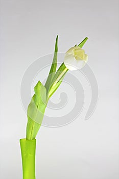 Tulip flower in a green jar while ap[plying rule of thirds