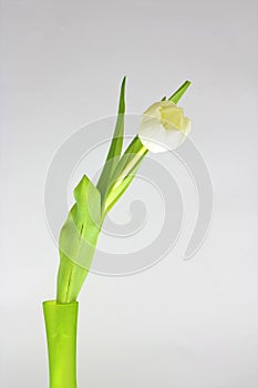 Tulip flower in a green jar while ap[plying rule of thirds photo