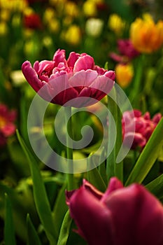 Tulip flower with green leaf background