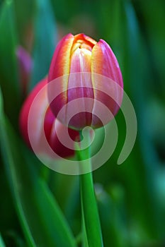 Tulip flower with green leaf background