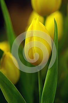 Tulip flower with green leaf background