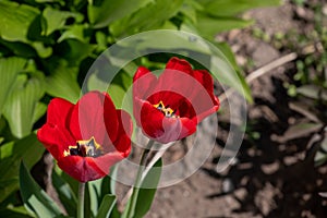 Tulip flower with green leaf background in tulip field at winter or spring day for postcard beauty decoration