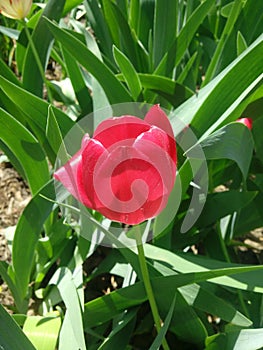 Tulip flower with green leaf background in tulip field at winter or spring day for postcard beauty decoration