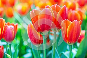 Tulip flower with green leaf background in tulip field at winter or spring day for postcard beauty decoration and agriculture