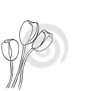 Tulip flower hand drawn background vector