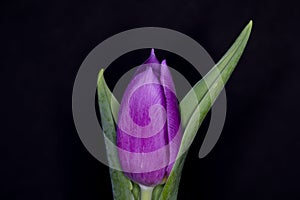 Tulip Flower Head