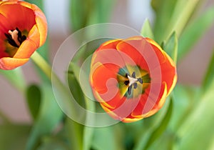 Tulip. Flower. Head. Nature. Spring. Red