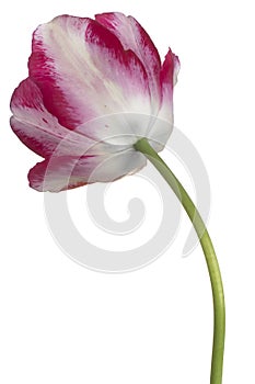 Tulip flower isolated