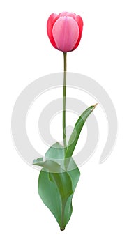 Tulip flower isolated