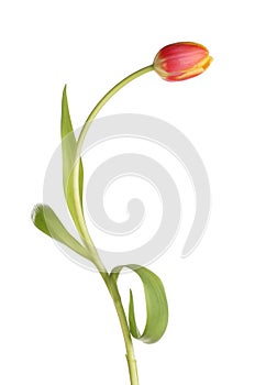 Tulip flower and leaves