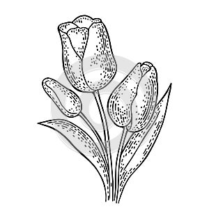 Tulip flower with leaves. Black engraving vintage vector illustration