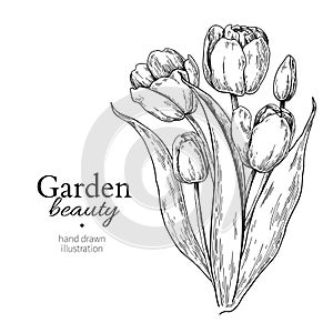 Tulip flower and leaves bouquet drawing Vector hand drawn engraved floral illustration
