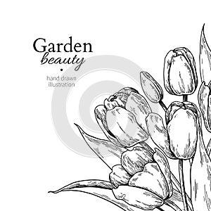 Tulip flower and leaves drawing border. Vector hand drawn engraved floral frame.