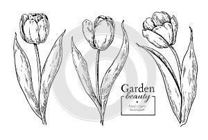 Tulip flower and leaves drawing. Vector hand drawn engraved flor